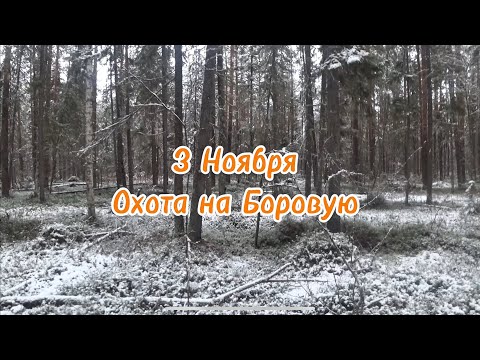 Видео: Снова в лес с Заграем. Всё начиналось спокойно… пока не раздался лай 🐾