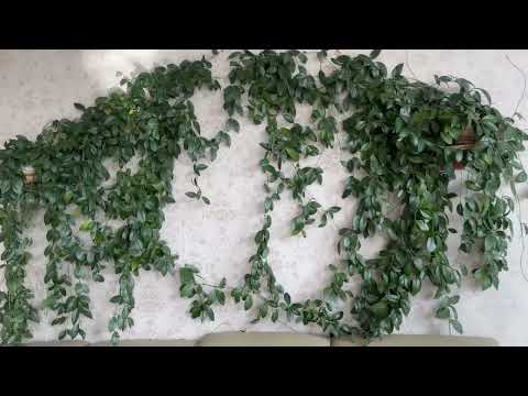 Видео: Комнатные цветы на фитильном поливе. Обзор моих комнатных растений.