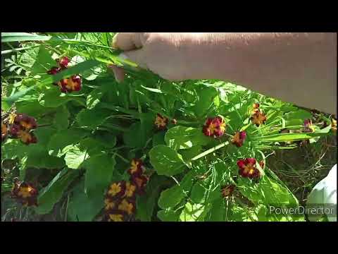 Видео: Я в отпуске, работа кипит. Жду внуков.