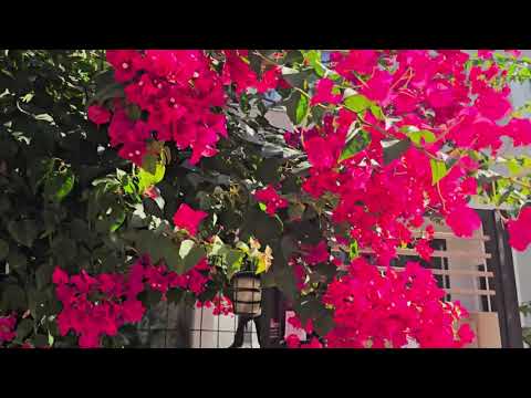 Видео: Собираемся на праздник в школу Мелис