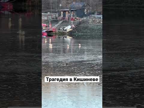 Видео: Трагедия в Кишиневе. Птицы примерзли к озеру, что делать? #молдова #кишинев #зима