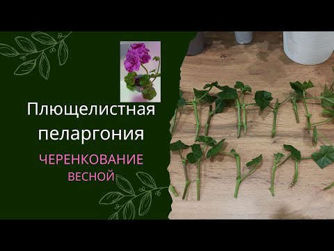 Видео: Черенкование плющелистной пеларгонии