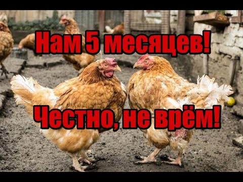 Видео: Как нас обманывают при покупке кур! Что нужно знать когда покупаете кур! Перекупы всё врут!