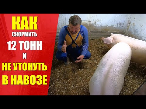 Видео: ВЫВОЗ НАВОЗА или КУДА ДЕТЬ НАВОЗ от СВИНЕЙ? 10 месяцев БЕЗ ЗАПАХА И ВОНИ. МАГИЯ БАКТЕРИЙ.