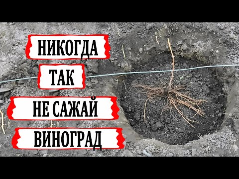 Видео: 🍇 Как не ОШИБИТЬСЯ при посадке ОДНОГЛАЗКОВЫХ и КОРОТКИХ САЖЕНЦЕВ винограда на постоянное место.