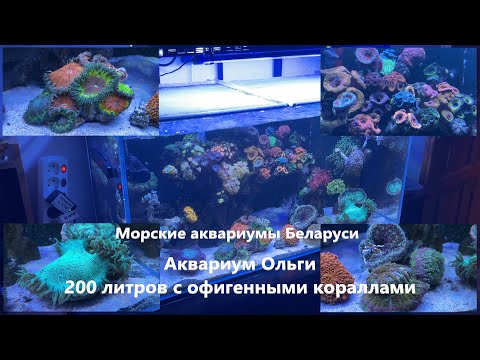 Видео: Морской аквариум 200 литров Ольги из Минска