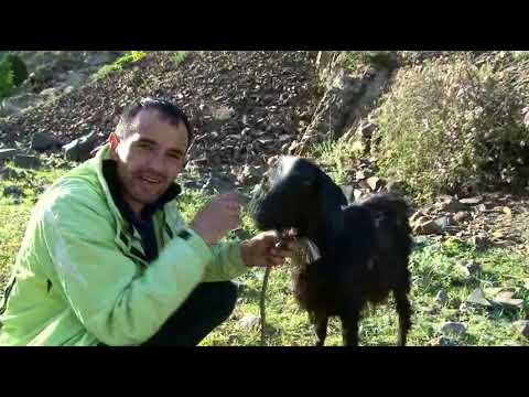 Видео: сайри куххои Вешист кисми 1. кух чукричини рафтем.