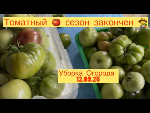 Видео: ТОМАТНЫЙ 🍅 СЕЗОН ЗАКОНЧЕН 👩‍🌾 УБОРКА ОГОРОДА 👩‍🌾🍅 12.09.25