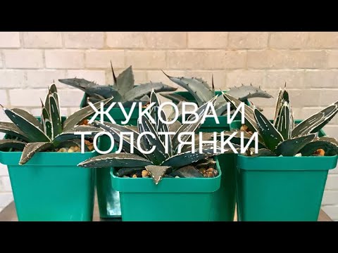 Видео: Агавы из семян