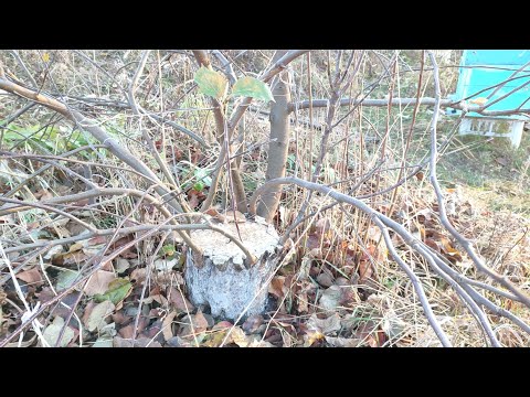 Видео: Осень. Результаты прививок 2019 - 20 -21 годов. Какой сорт в конце?