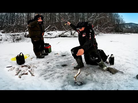Видео: Зимняя рыбалка в тайге. Бешеный клев ленка и хариуса на короеда. Зимняя рыбалка в Сибири.