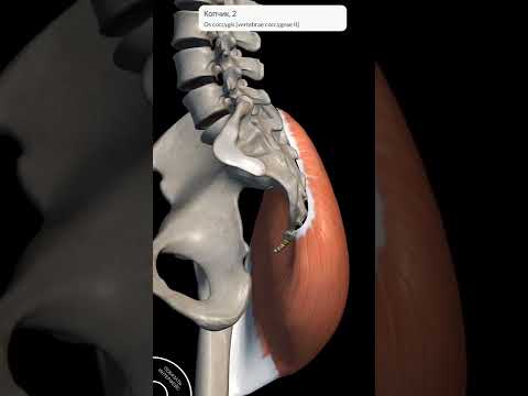 Видео: Мышцы таза: проще некуда)