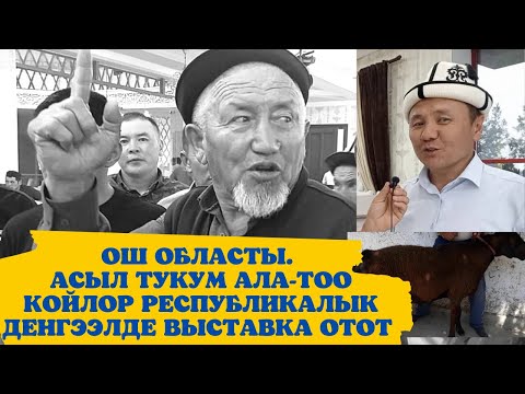 Видео: АСЫЛ ТУКУМ АЛА-ТОО КОЙЛОР// ФЕРМЕРЛЕР БИРИКТИ// ТӨРӨГА ШАЙЛАНДЫ