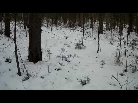 Видео: Удачная проверка капканов на соболя, охота на лося( Первая часть)