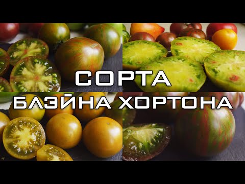 Видео: 5 СОРТОВ ОТ БЛЭЙНА ХОРТОНА!