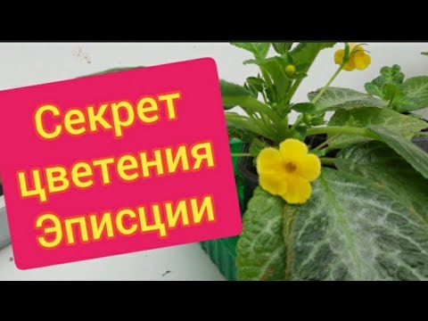 Видео: Как заставить цвести  Эписцию .