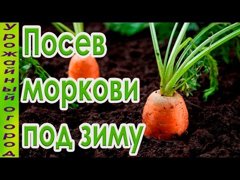 Видео: ГЛАВНЫЕ ПРАВИЛА ПОСЕВА МОРКОВИ ПОД ЗИМУ!ПОДГОТОВКА ГРЯДОК!