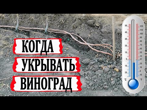 Видео: 🍇 Когда укрывать виноград? Нужна ли закалка перед укрытием лозы?