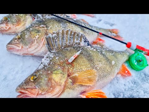 Видео: РЕКОРДНЫЕ ОКУНИ НА ЧЁРТА!!! ТАКОГО ВЫ НЕ УВИДИТЕ НИГДЕ! Рыбалка мечты!