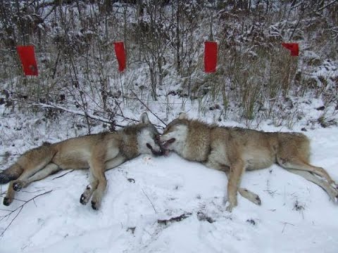 Видео: Облавная охота на волка. Охота на волка с флажками . 2018