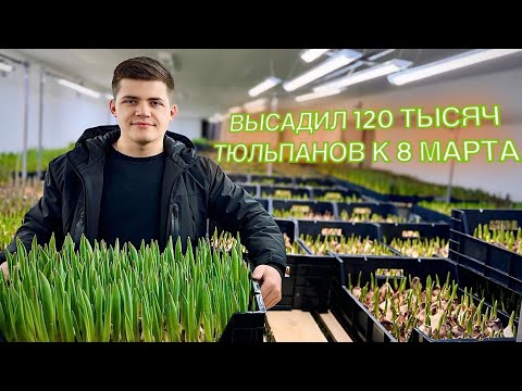 Видео: Высадил 120 тысяч тюльпанов к 8 марта!)