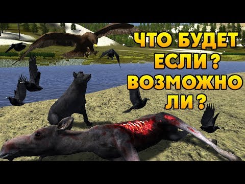 Видео: ЭКСПЕРИМЕНТЫ: ЧАСТЬ ПЕРВАЯ | WolfQuest 2.7.3