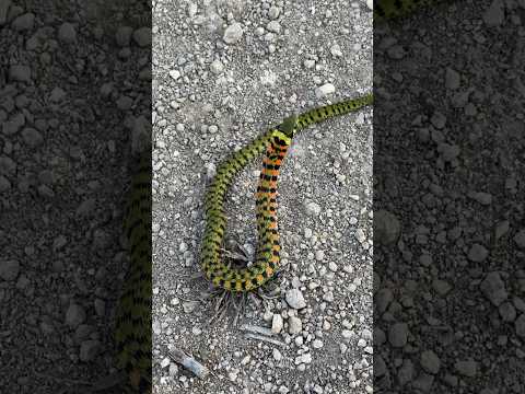 Видео: Тигровый Уж .Приморье Хасанский район.#змея #природа #приморье #ярик_рыбак #nature