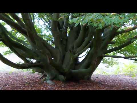 Видео: 19 октября 2025 г.