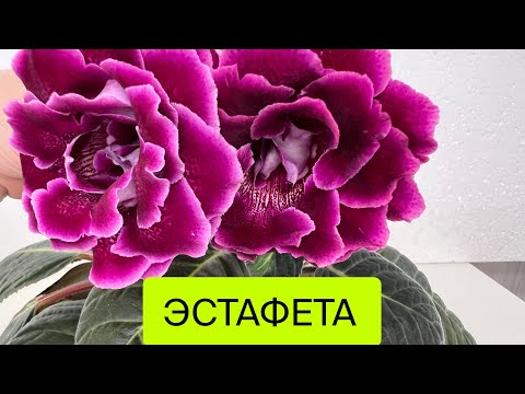 Видео: Эстафета! Приняла, передала🥰