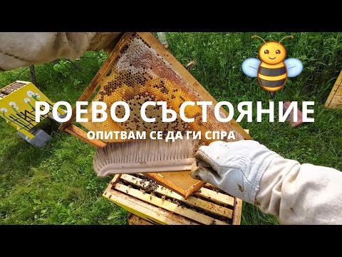 Видео: РОЕВО СЪСТОЯНИЕ