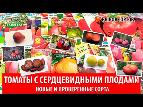 Видео: Томаты с сердцевидными плодами. О выборе новых сортов томатов и о сортах проверенных временем