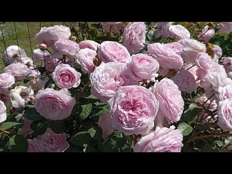 Видео: Цвітіння троянд.Свіжість і недоторкана краса вражають!🌹🥹(частина 5)