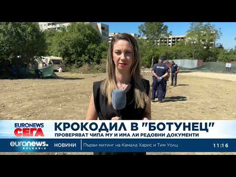 Видео: Крокодил в софийския квартал: Проверяват чипа му и има ли редовни документи