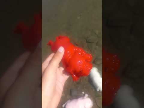 Видео: сквиши собачки купаются в речке