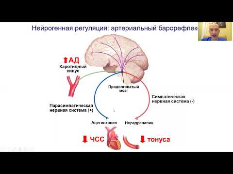 Видео: Патофизиология кровообращения: артериальные гипертензии