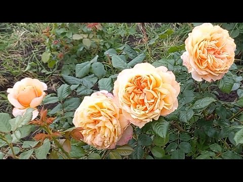 Видео: Розы - первогодки из питомника "Аромат роз"