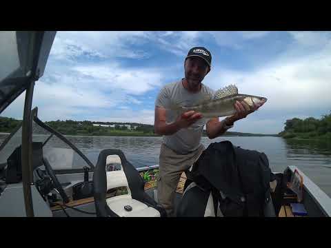 Видео: Раздача судаков 2-3 кг на Оке в районе Каширы