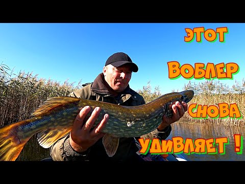 Видео: Этот ВОБЛЕР не ПРОПУСТИТ ни одна ЩУКА ! Ловля щуки ВОБЛЕРАМИ осенью .