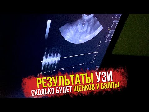 Видео: УЗИ. Сколько щенков будет у шпица Бэллы. Когда роды шпица