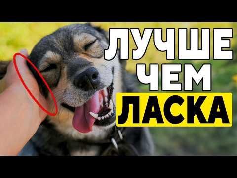 Видео: 15 Вещей, Которые Ваша Собака ЛЮБИТ БОЛЬШЕ, Чем Поглаживание!