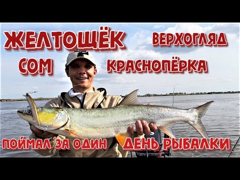 Видео: Желтощек Сом Верхогляд Красноперка. Поймал за один день рыбалки. Рыбалка на амуре 2020