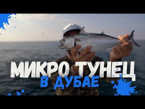 Видео: Попали на мелкого тунца в Дубае
