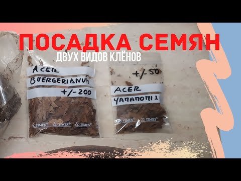 Видео: Бонсай из семян. Выращивание бонсай из семян. Посадка семян клена ямомиджи и бургерианума.