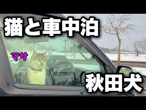 Видео: Зимний автомобильный поход с котом｜Родной город верного пса Хатико