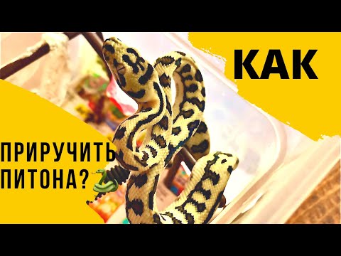 Видео: Как приучать к рукам агрессивного змеёныша?