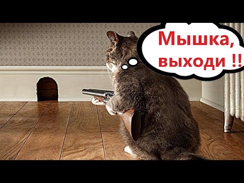 Видео: ПРИКОЛЫ С КОТАМИ! Самая смешная озвучка животных! СМЕШНЫЕ КОТЫ!