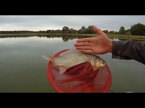 Видео: Карась на пшеное тесто