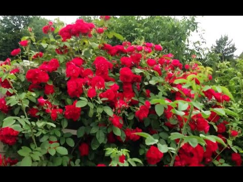 Видео: Начало цветения. Фо ё айс онли, Айсберг, Фламментанц, Симпати, Кинг Артур