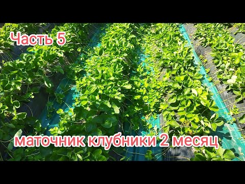 Видео: Рассада клубники Клери,фриго 2 месяца от посадки