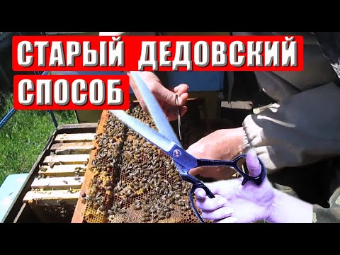 Видео: Смена маток Старый дедовский способ Тихая смена матки